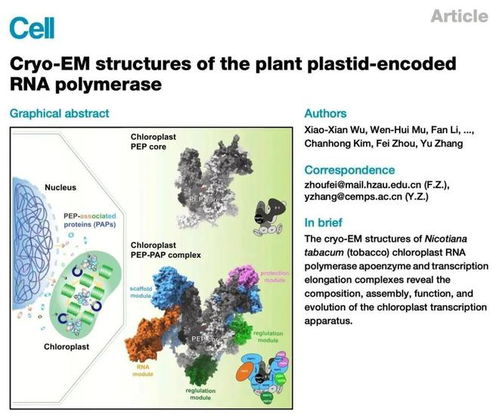 我國成功破解葉綠體基因轉錄機器的結構,論文登上 cell 封面