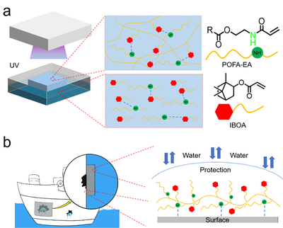 我校邱仁輝教授、劉文地教授團(tuán)隊在生物基水下膠黏劑研發(fā)取得進(jìn)展